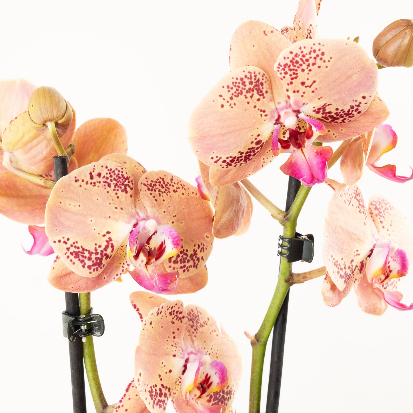 Phalaenopsis Orchid | No 466