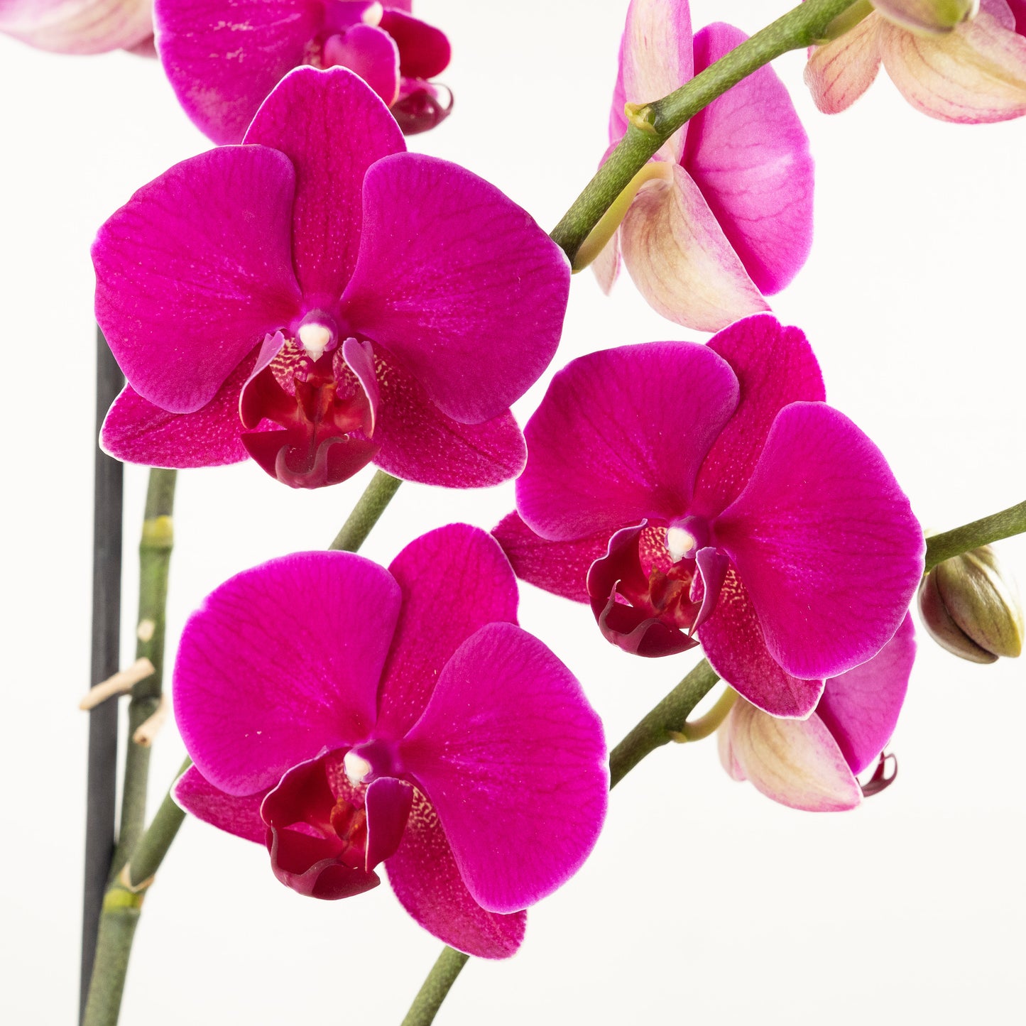 Phalaenopsis Orchid | No 198