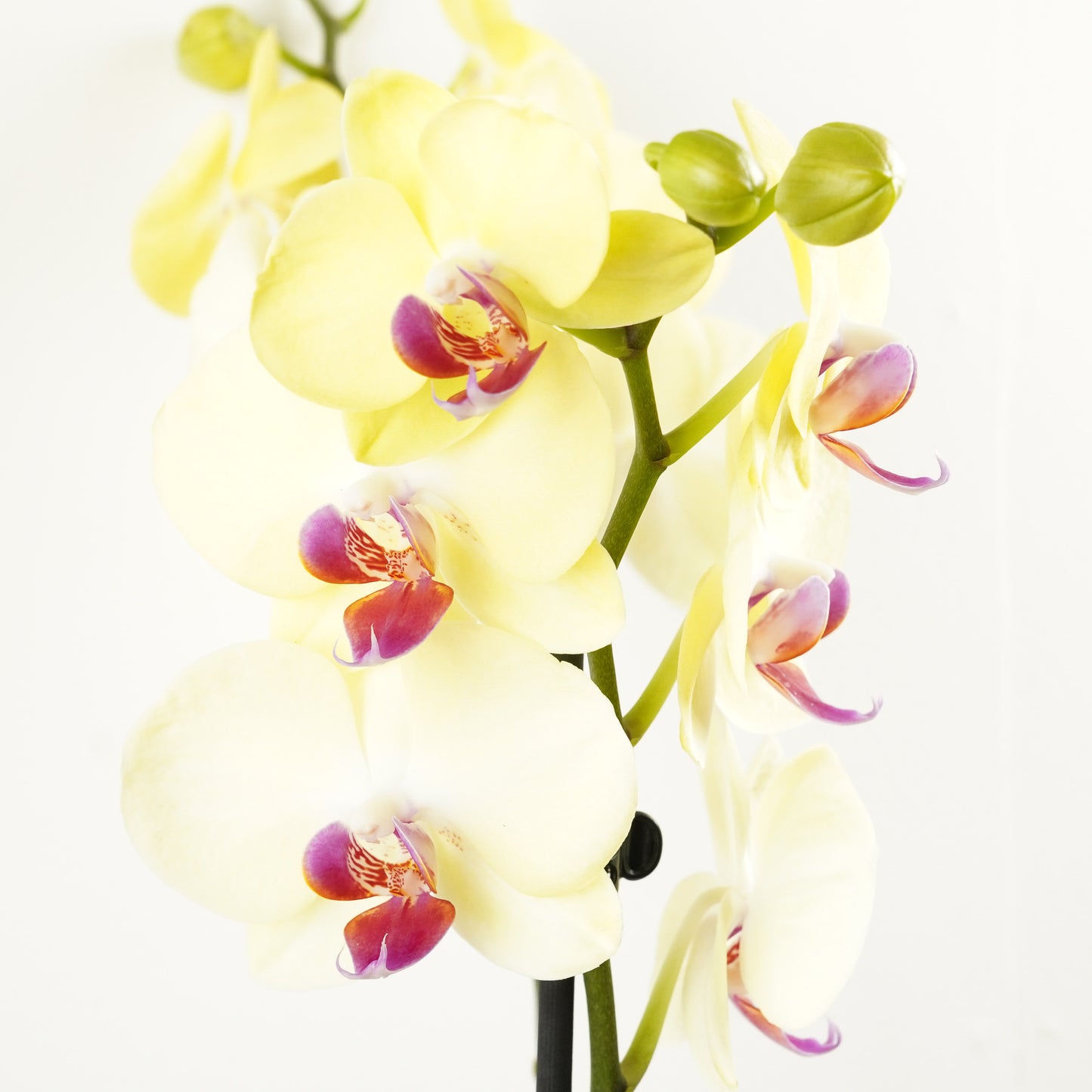 Phalaenopsis Orchid | No 199