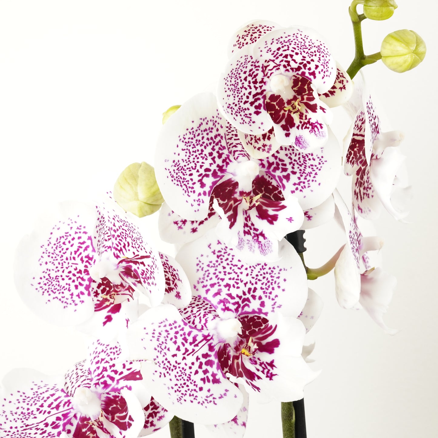 Phalaenopsis Orchid | No 130