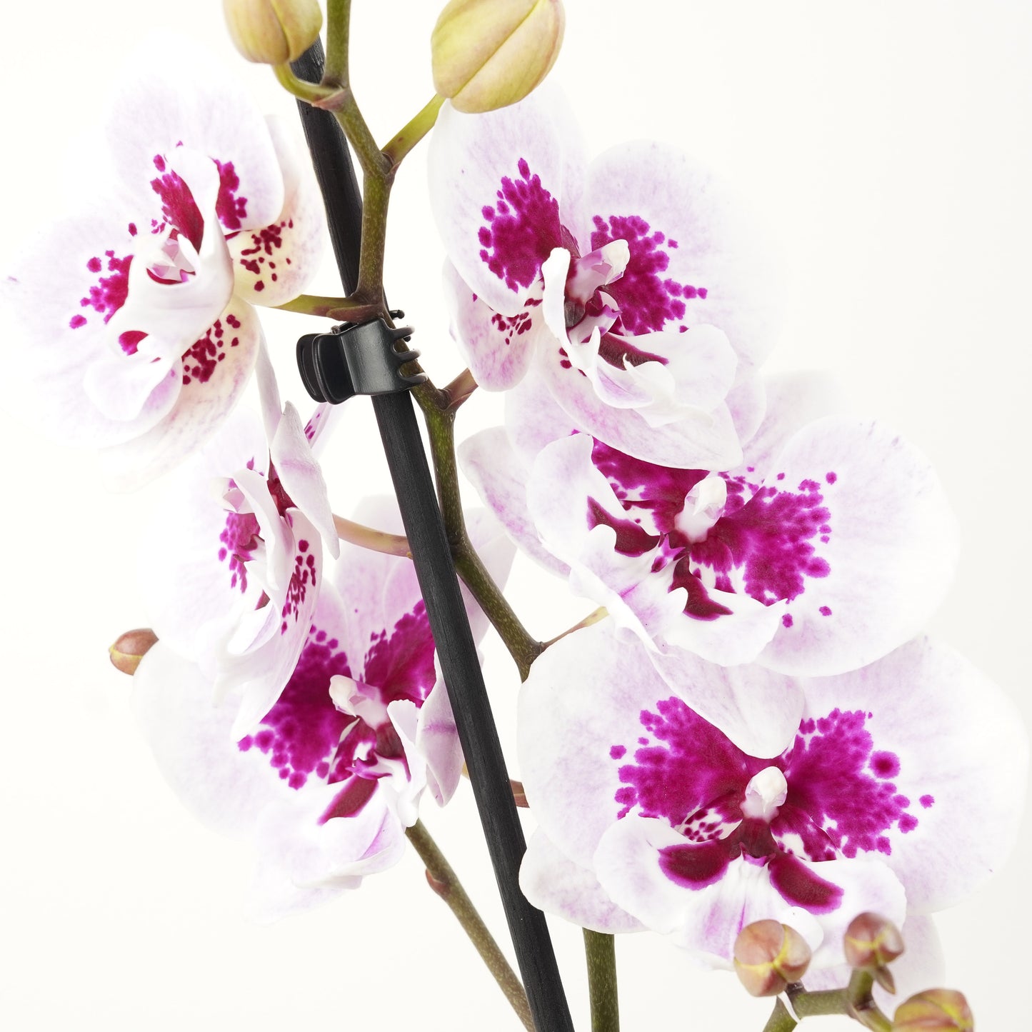 Phalaenopsis Orchid | No 265