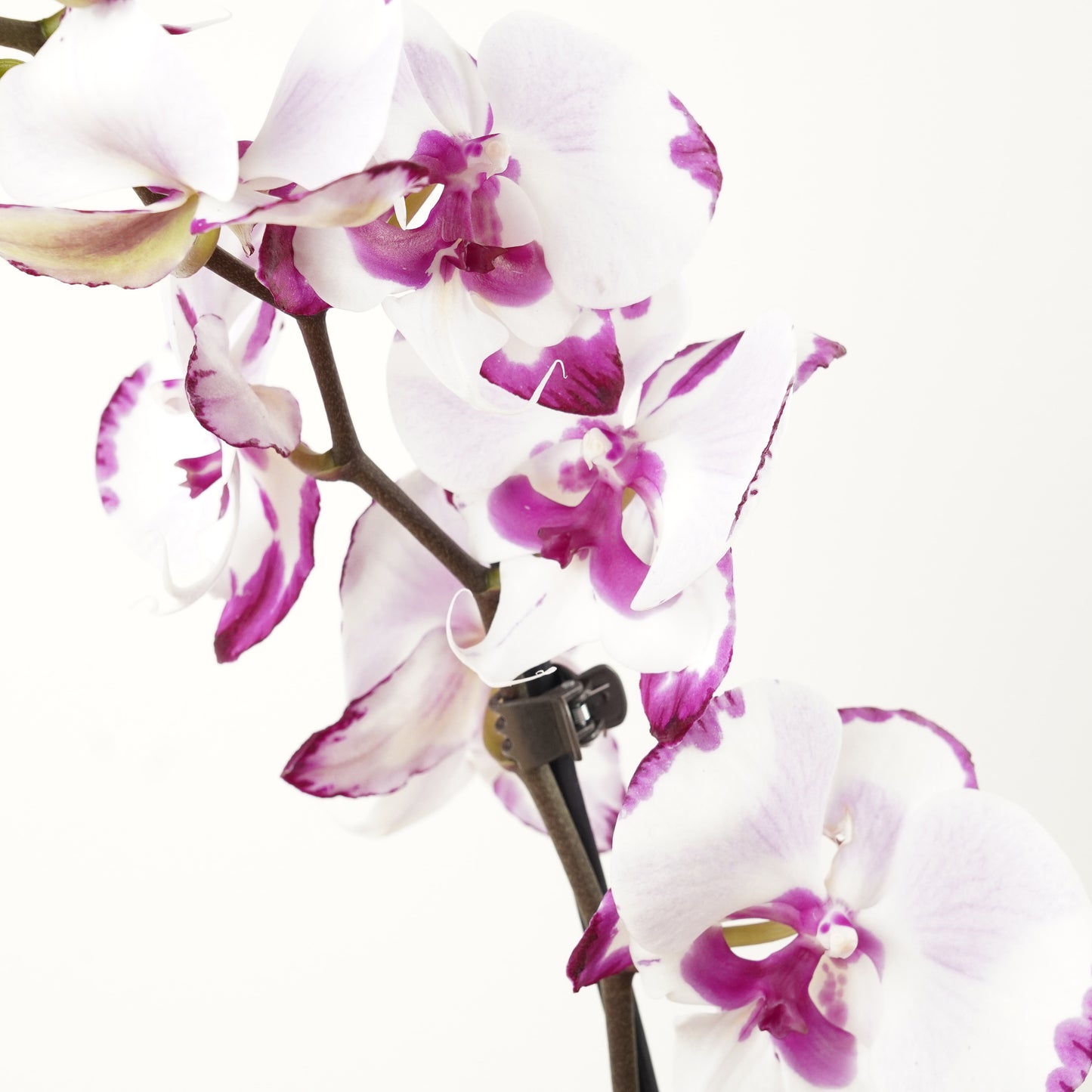 Phalaenopsis Orchid | No 232