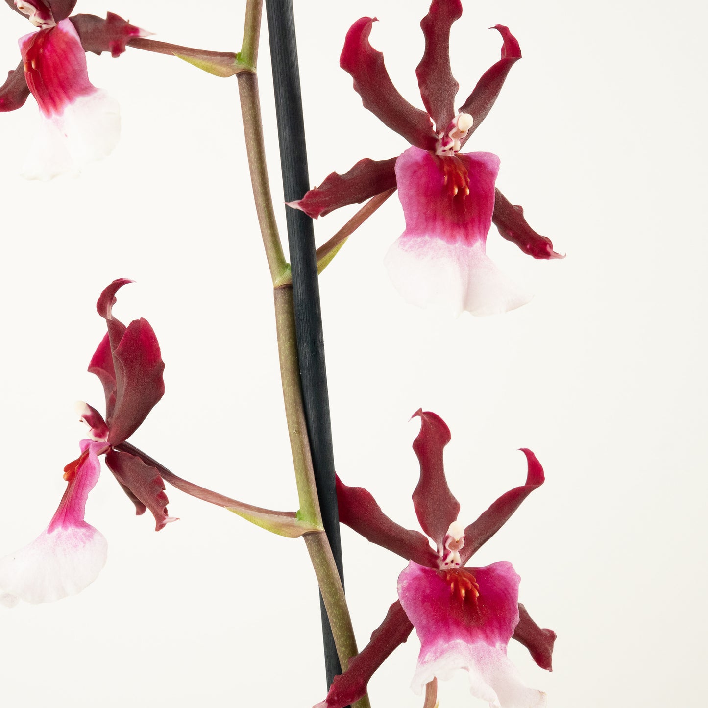 Cambria Orchid | No 602
