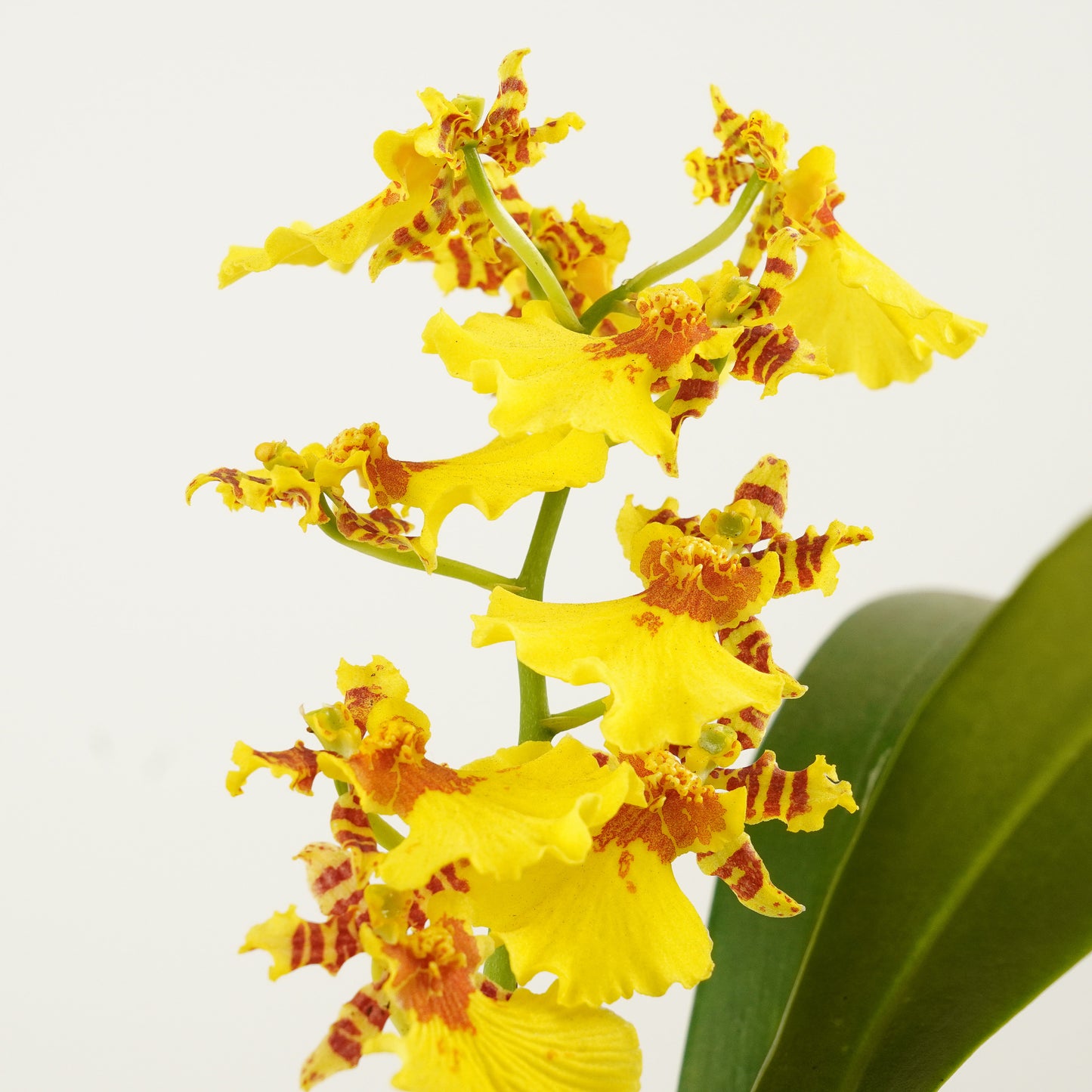 Oncidium Orchid | No 606