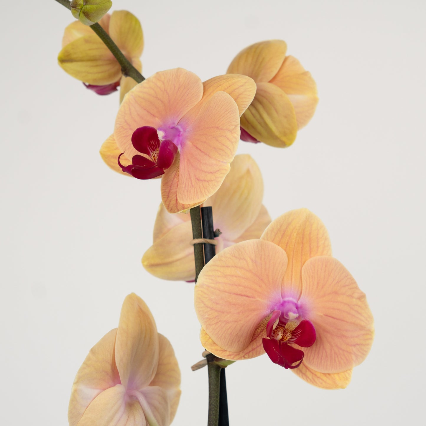 Phalaenopsis Orchid | No 497