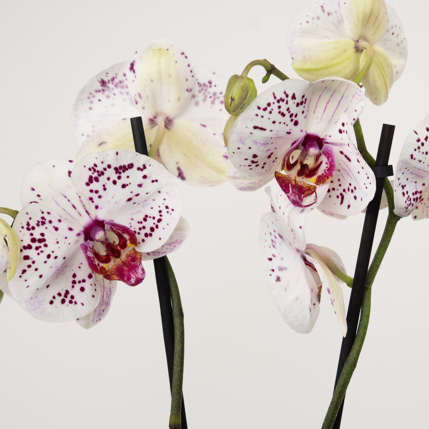 Phalaenopsis Orchid | No 21