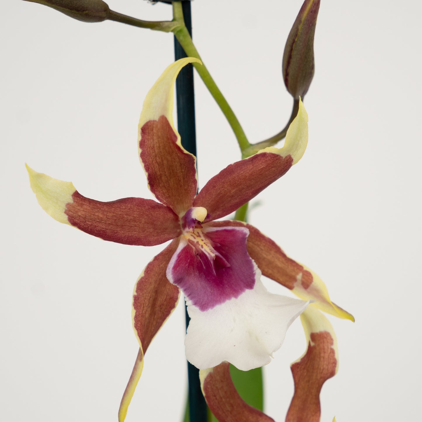 Cambria Orchid | Rio