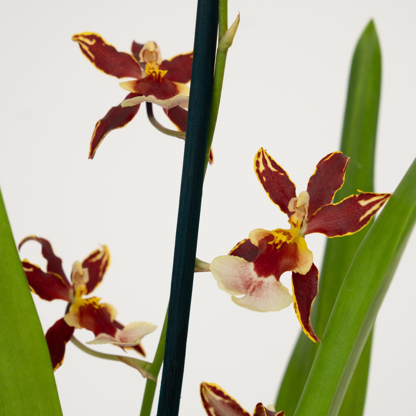 Cambria Orchid | Francine | Not In Flower