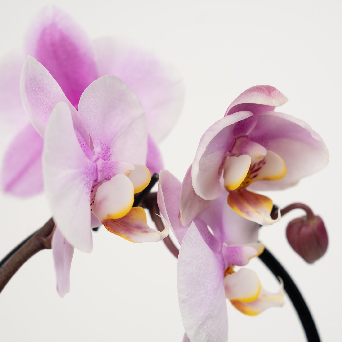 Phalaenopsis Orchid | No 733