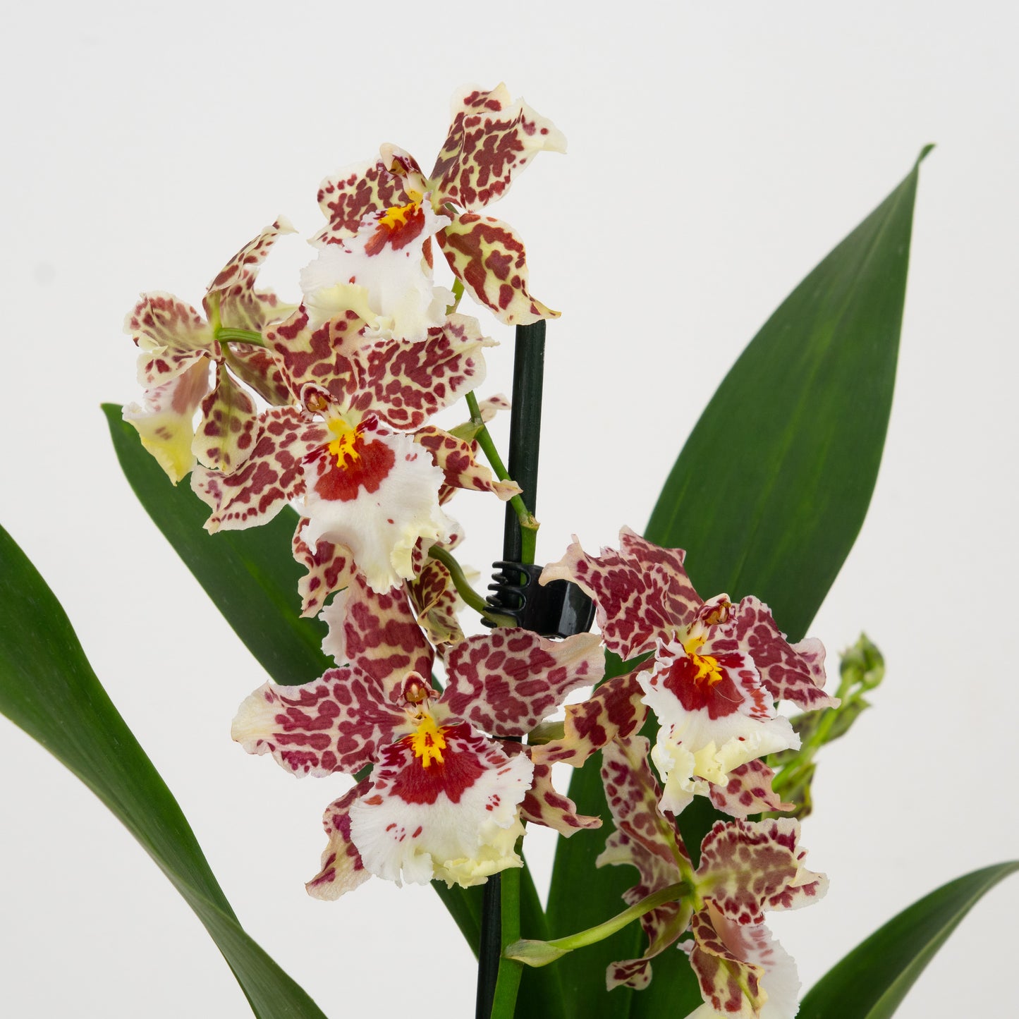 Cambria Orchid | Harlequin | Not In Flower