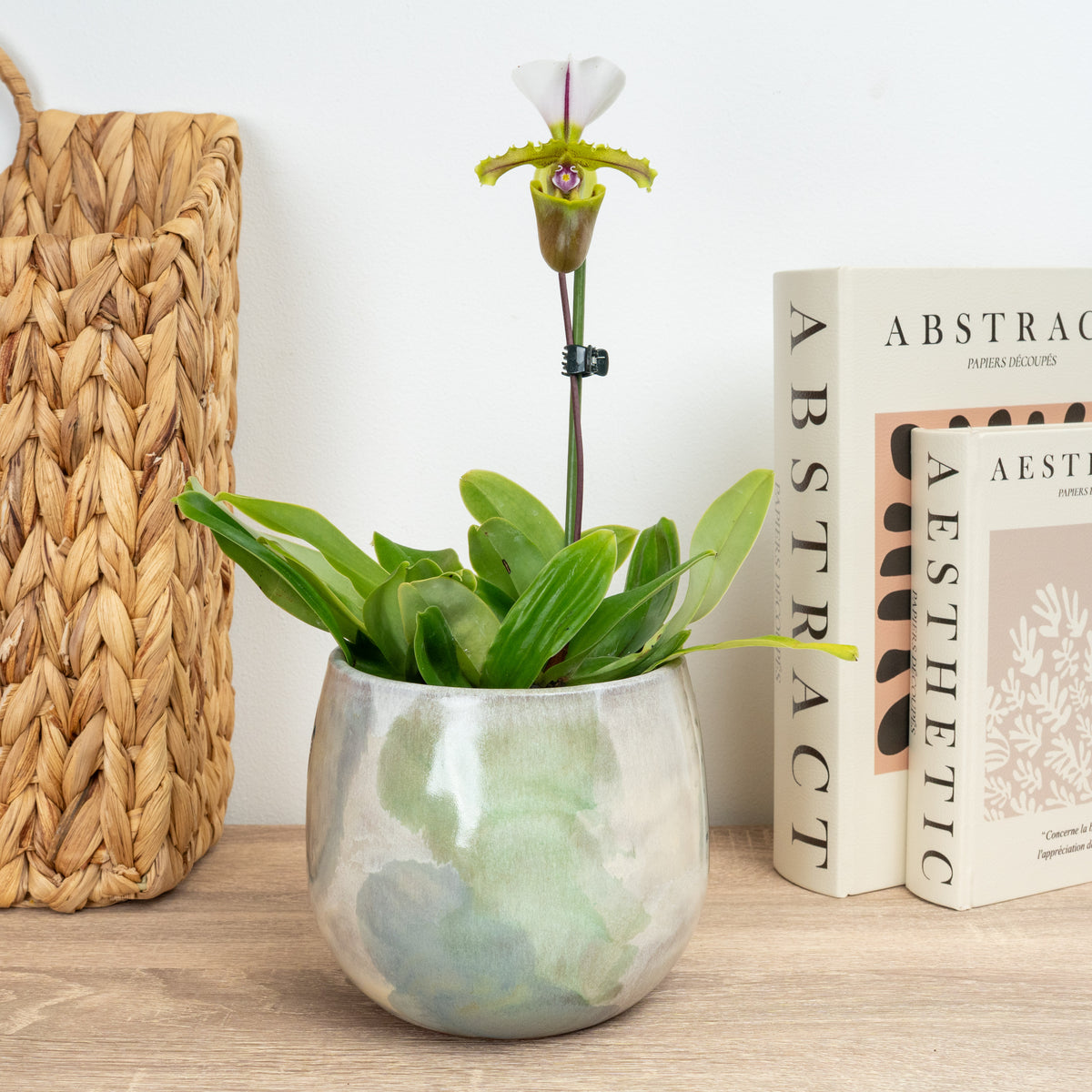 Paphiopedilum Orchid | Milano