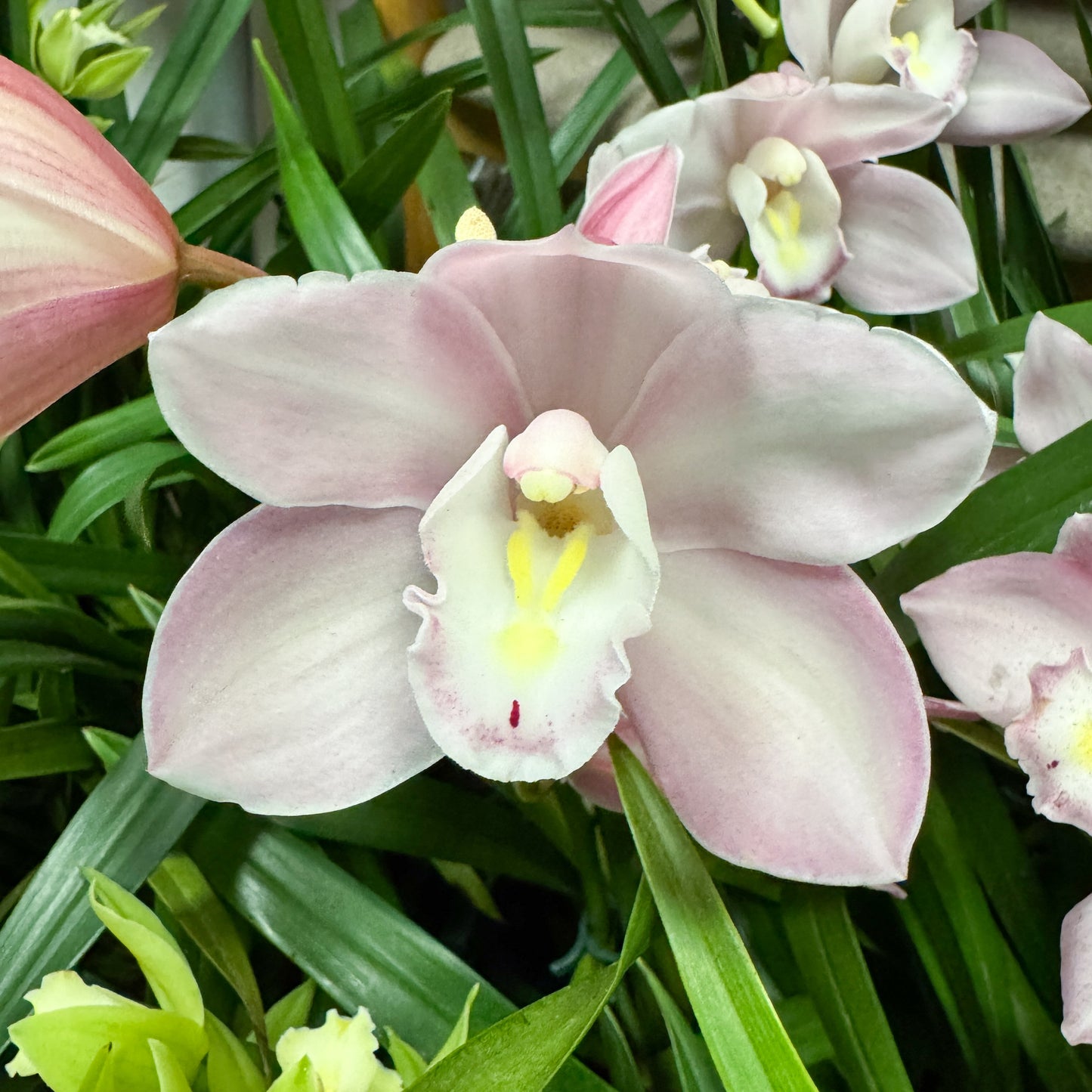 Cymbidium Orchid | Pink Bell | Not In Flower