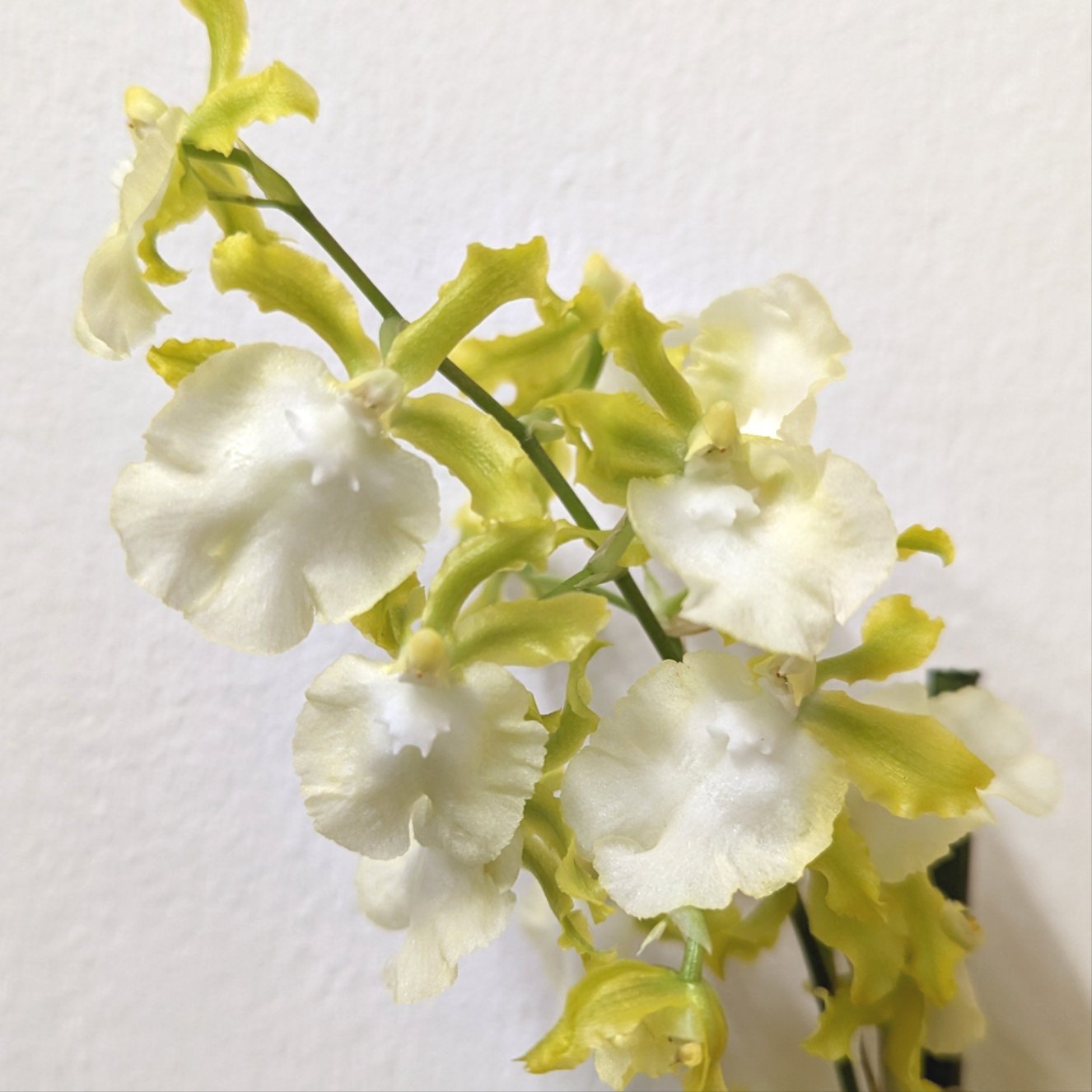 Cambria Orchid | Zesty Lime