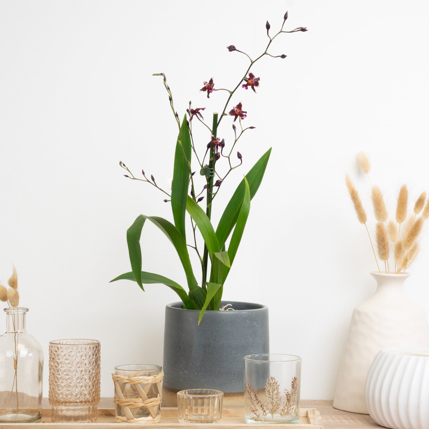 Plum Cambria Orchid Delivery UK