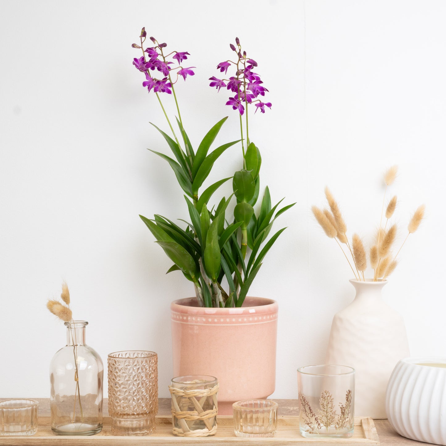 Purple Dendrobium Orchid Delivery UK