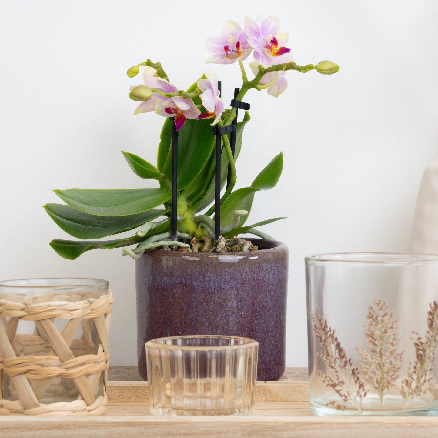 Soft Pink Phalaenopsis Orchid Delivery UK