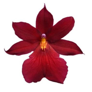 Cambria Orchid | Nelly Isler Red Velvet