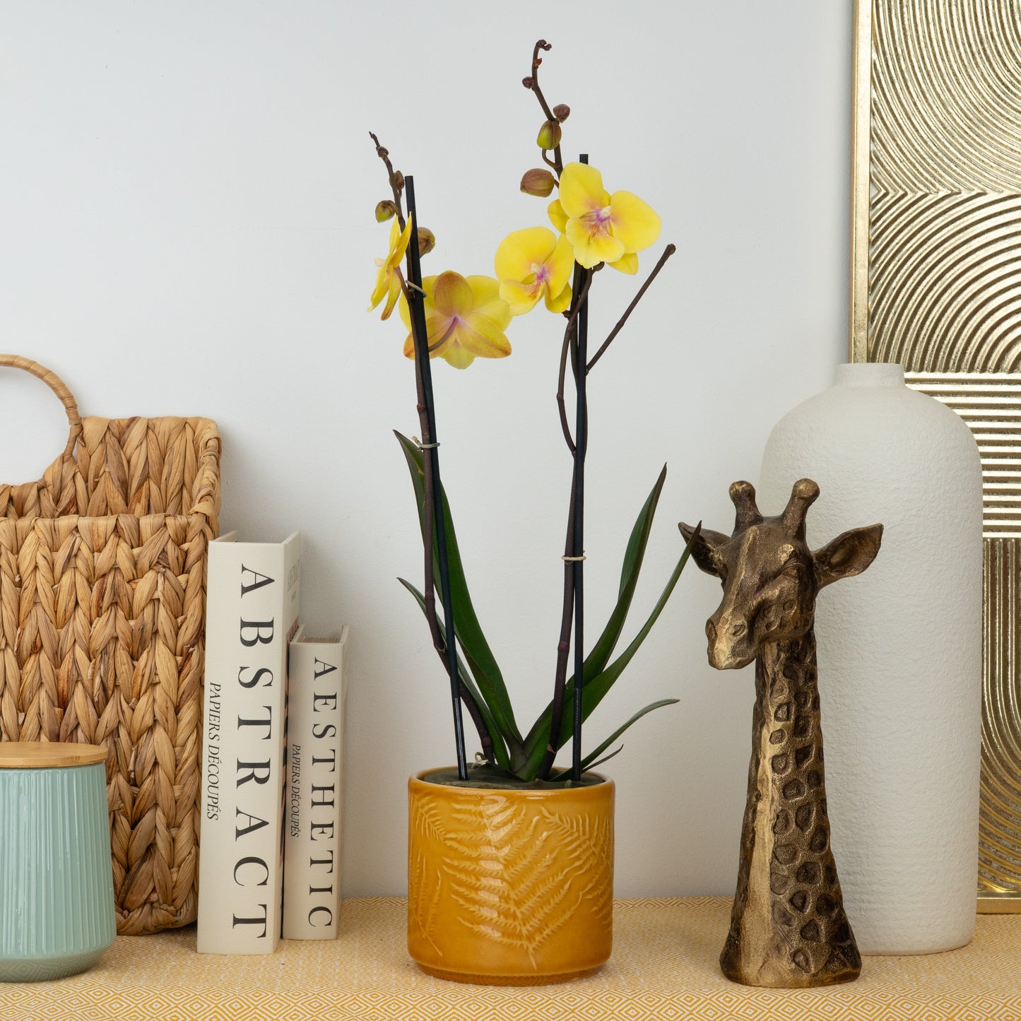 Yellow Pink Phalaenopsis Delivered UK