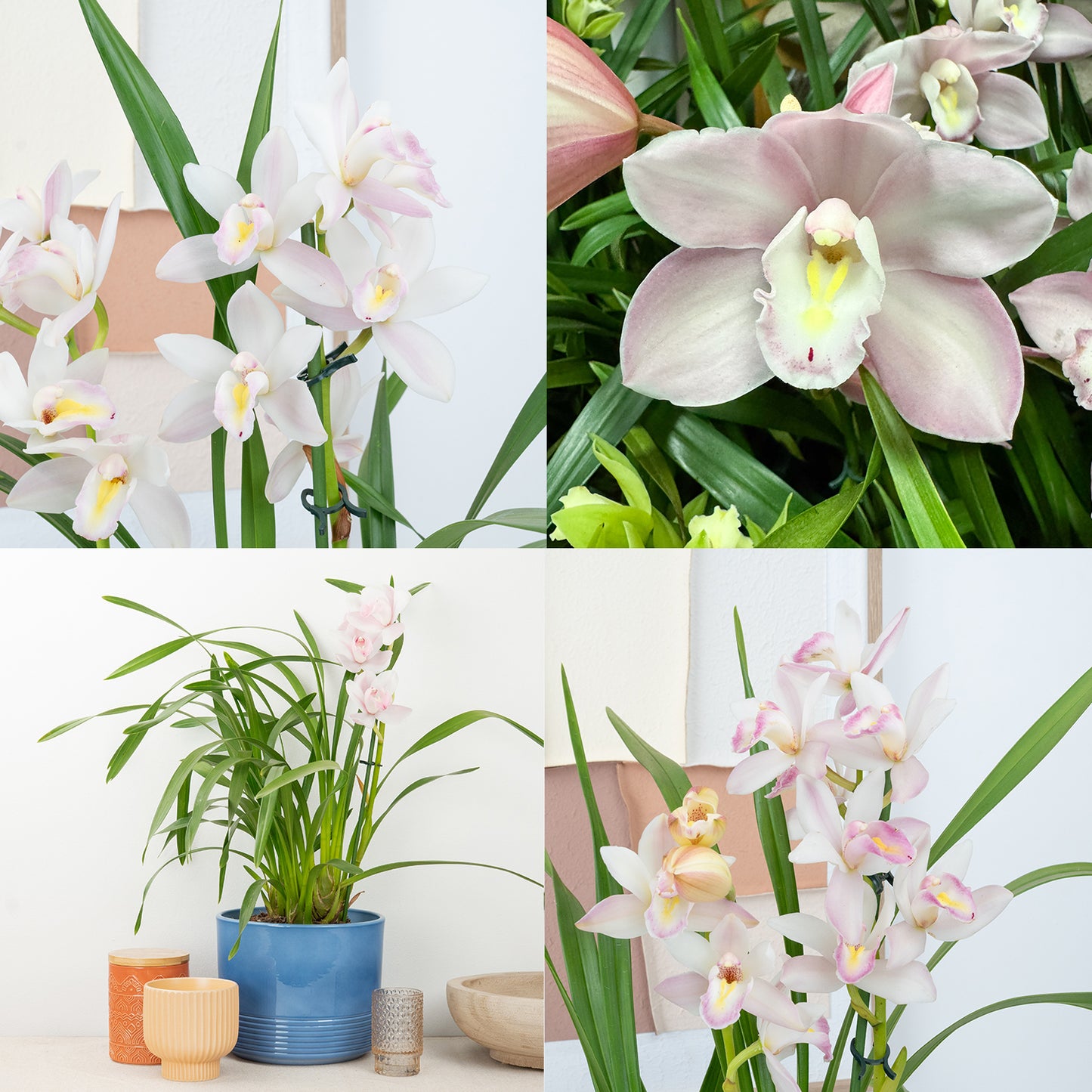 Cymbidium Orchid | White Blush Surprise