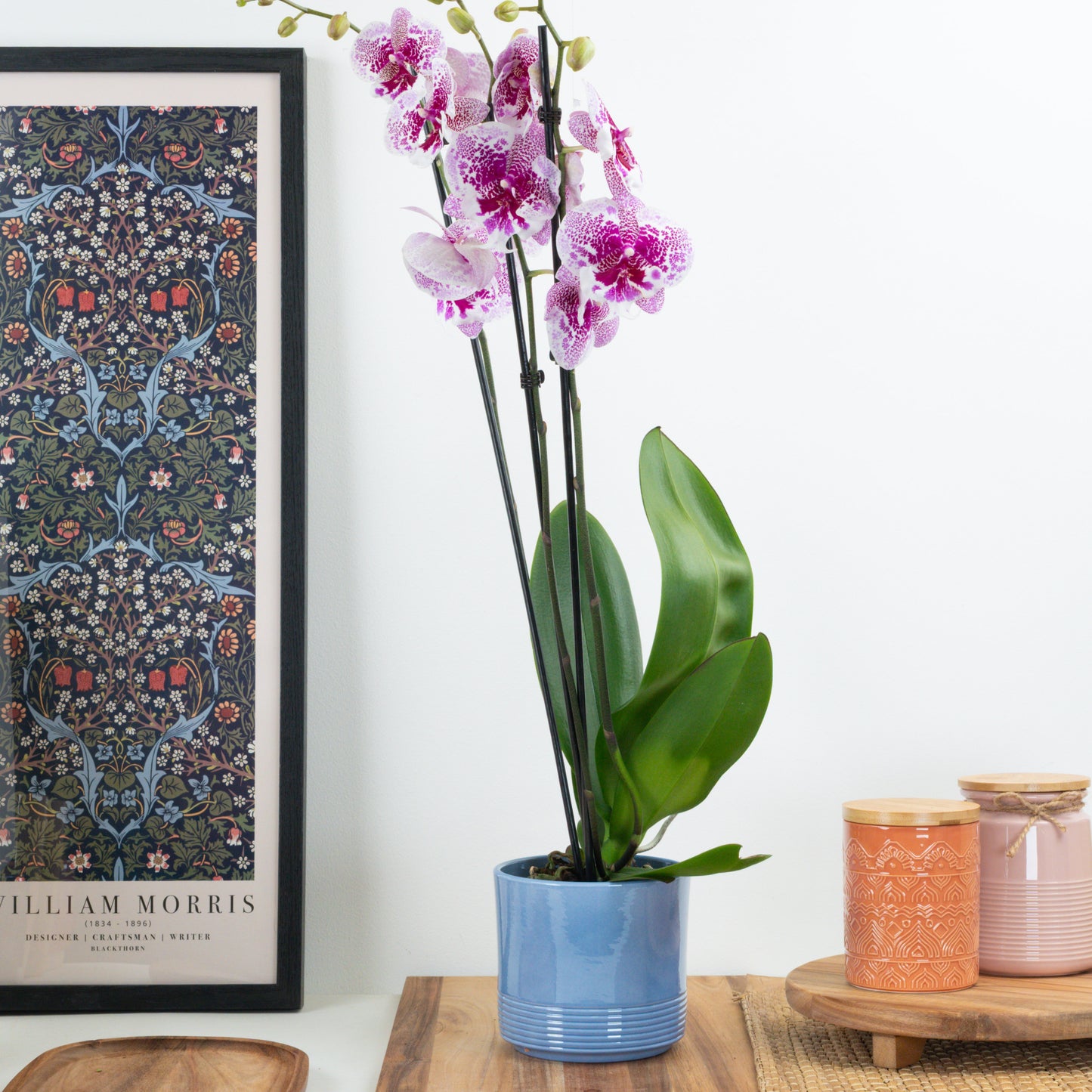 Phalaenopsis Orchid | Dream Glory