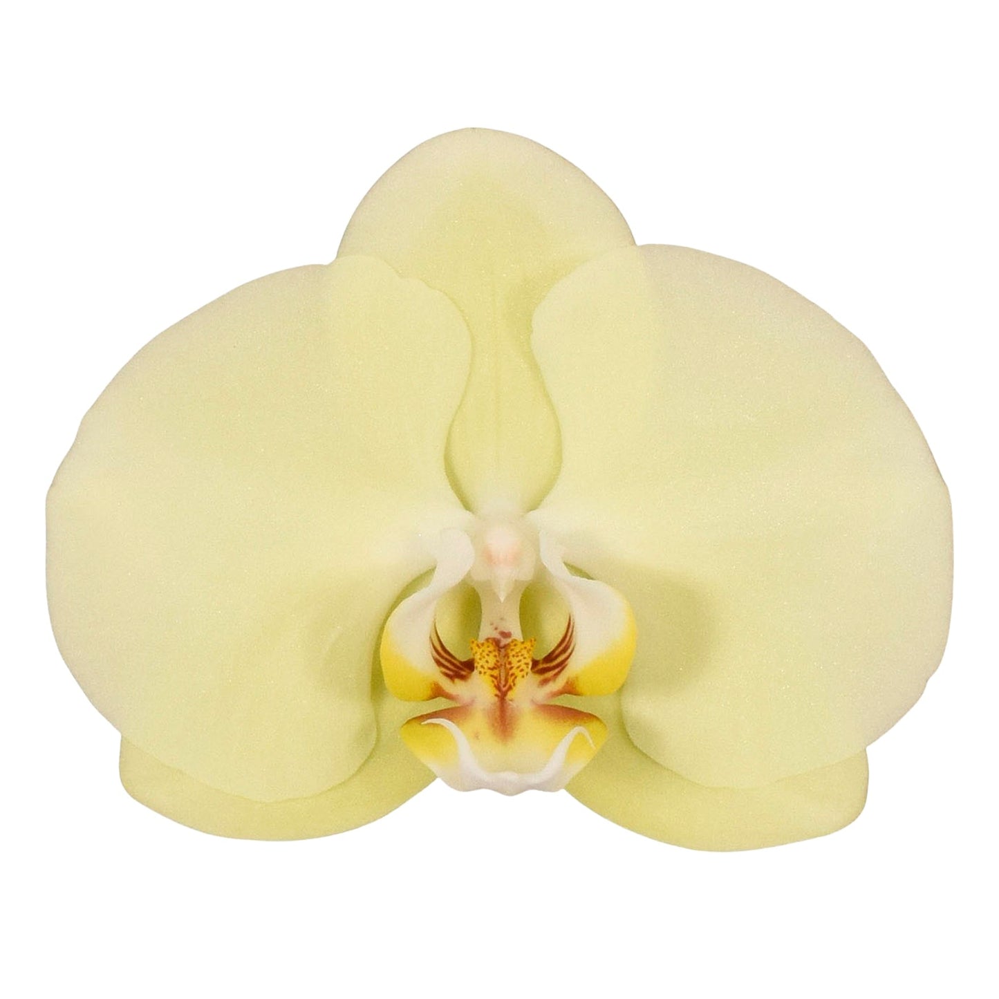 Phalaenopsis Orchid | Golden Coin
