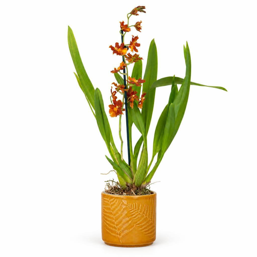 Cambria Orchid | Apricot