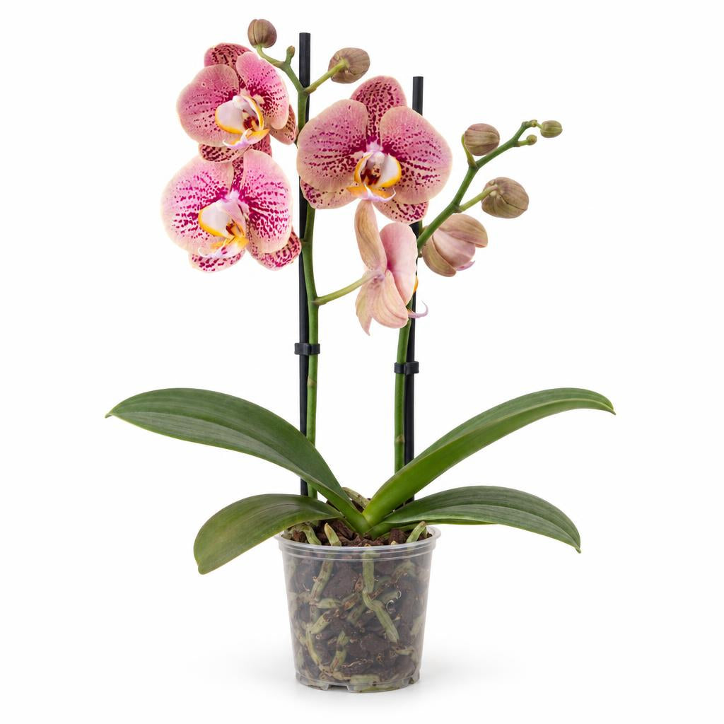 Phalaenopsis 'Berger' moth orchid