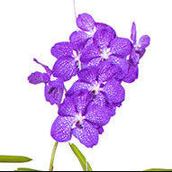 Vanda Orchid | Blue