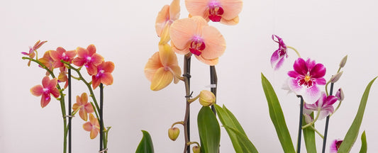 Discover the Magic of Orchid Mystery Boxes