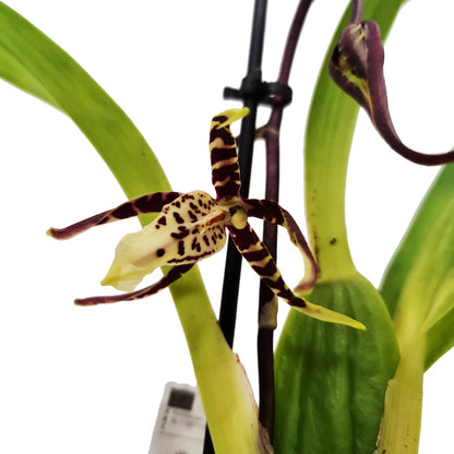 Spider Orchid | Summer Dream Surprise