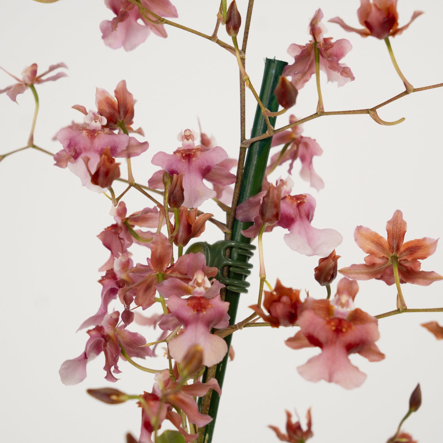 Oncidium Orchid | Rosy Sunset | Mildly Scented | Not In Flower