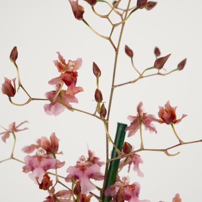 Oncidium Orchid | Rosy Sunset | Mildly Scented | Not In Flower