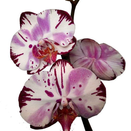 Phalaenopsis Orchid | No 472