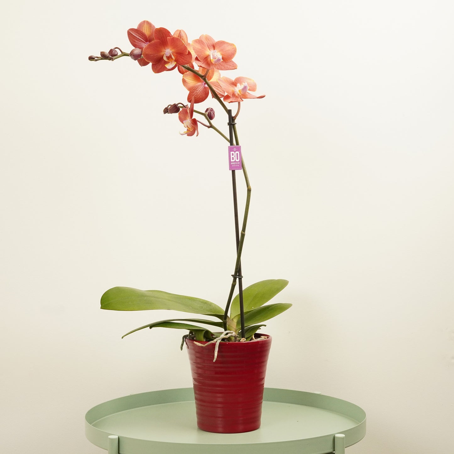Apricot Orange Phalaenopsis Orchid Delivery UK
