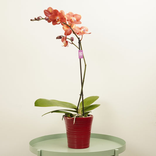 Apricot Orange Phalaenopsis Orchid Delivery UK