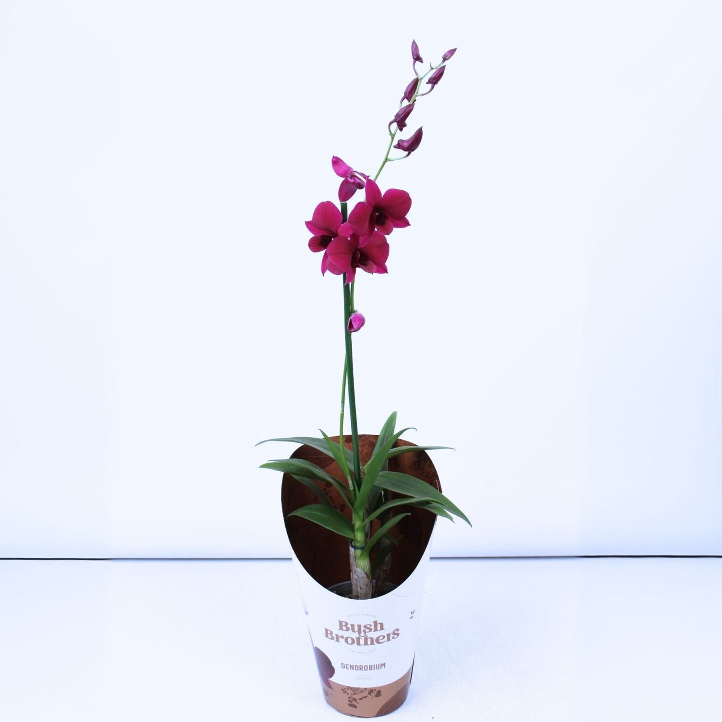 Dendrobium Orchid | Black Thailand | Not In Flower