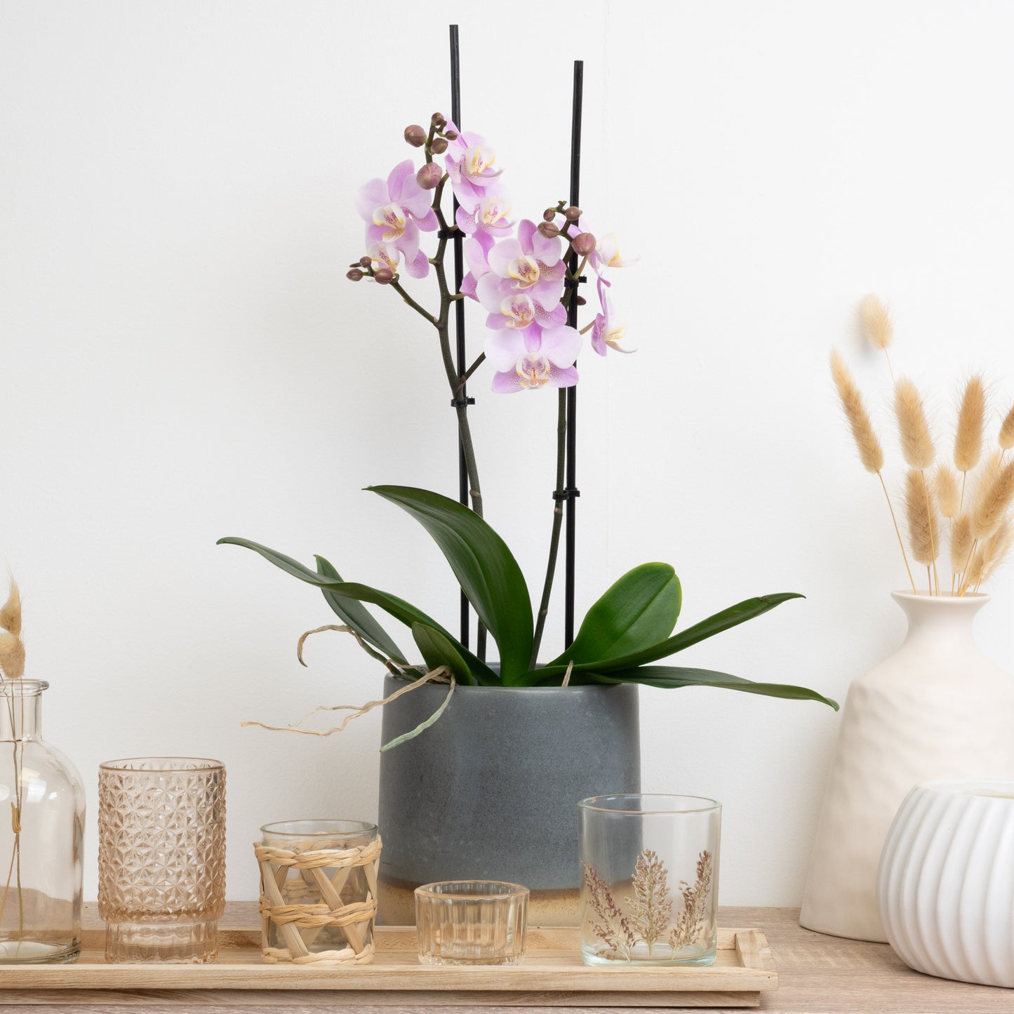 Blush Pink Phalaenopsis Orchid Delivery UK