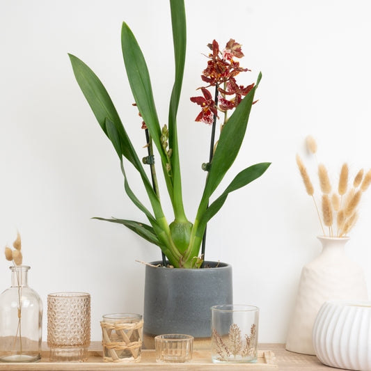 Bronze Cambria Orchid Delivery UK