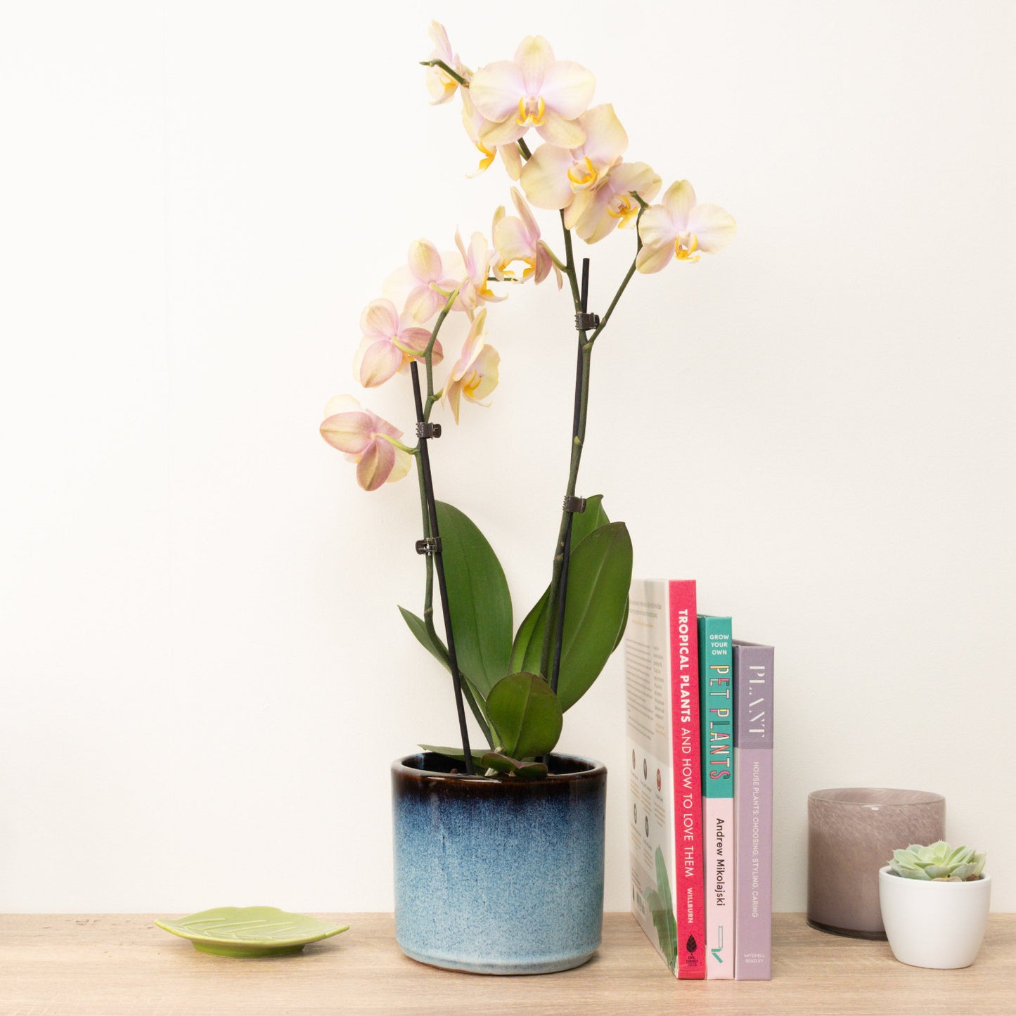 Phalaenopsis Orchid | Caramel