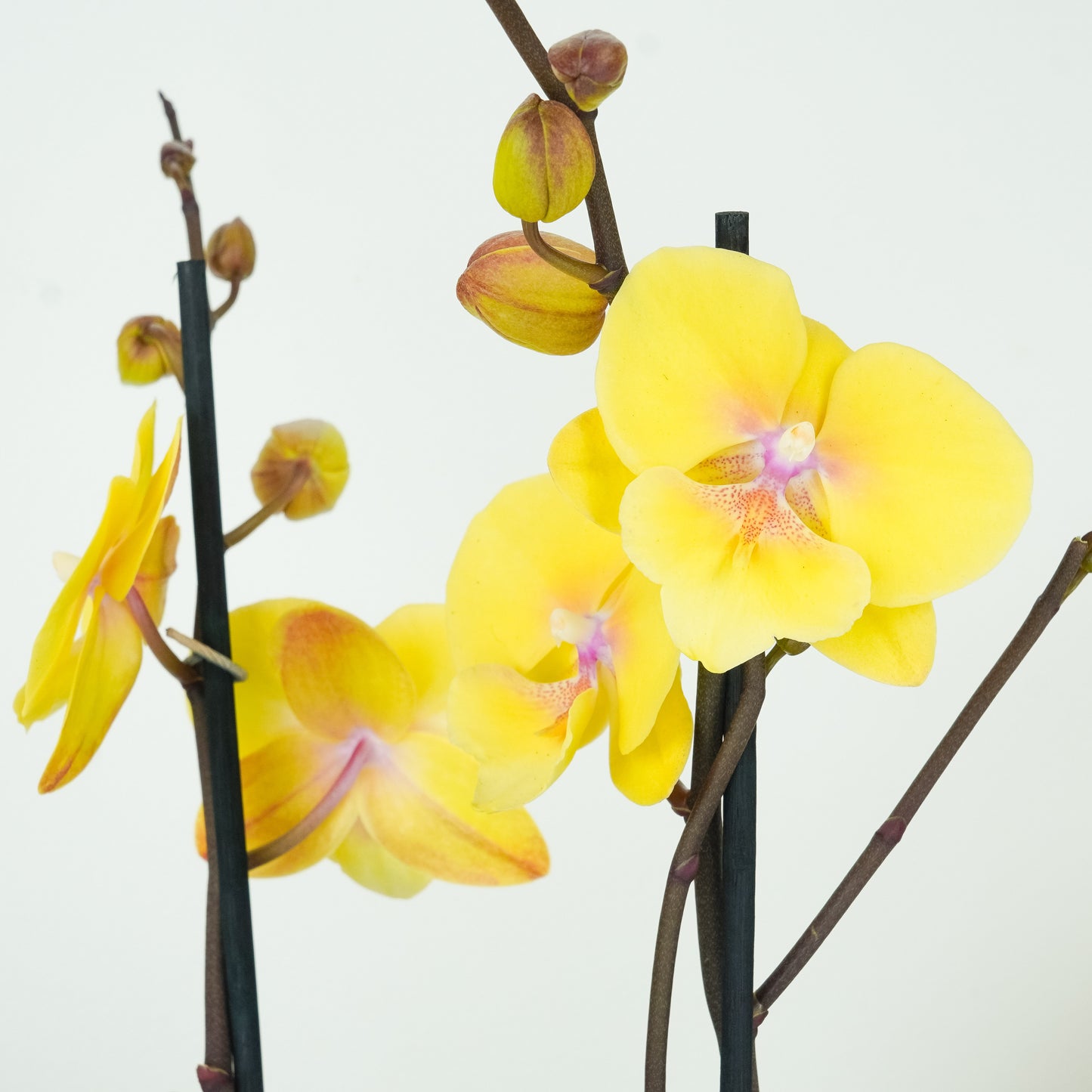 Phalaenopsis Orchid | Manta Palau