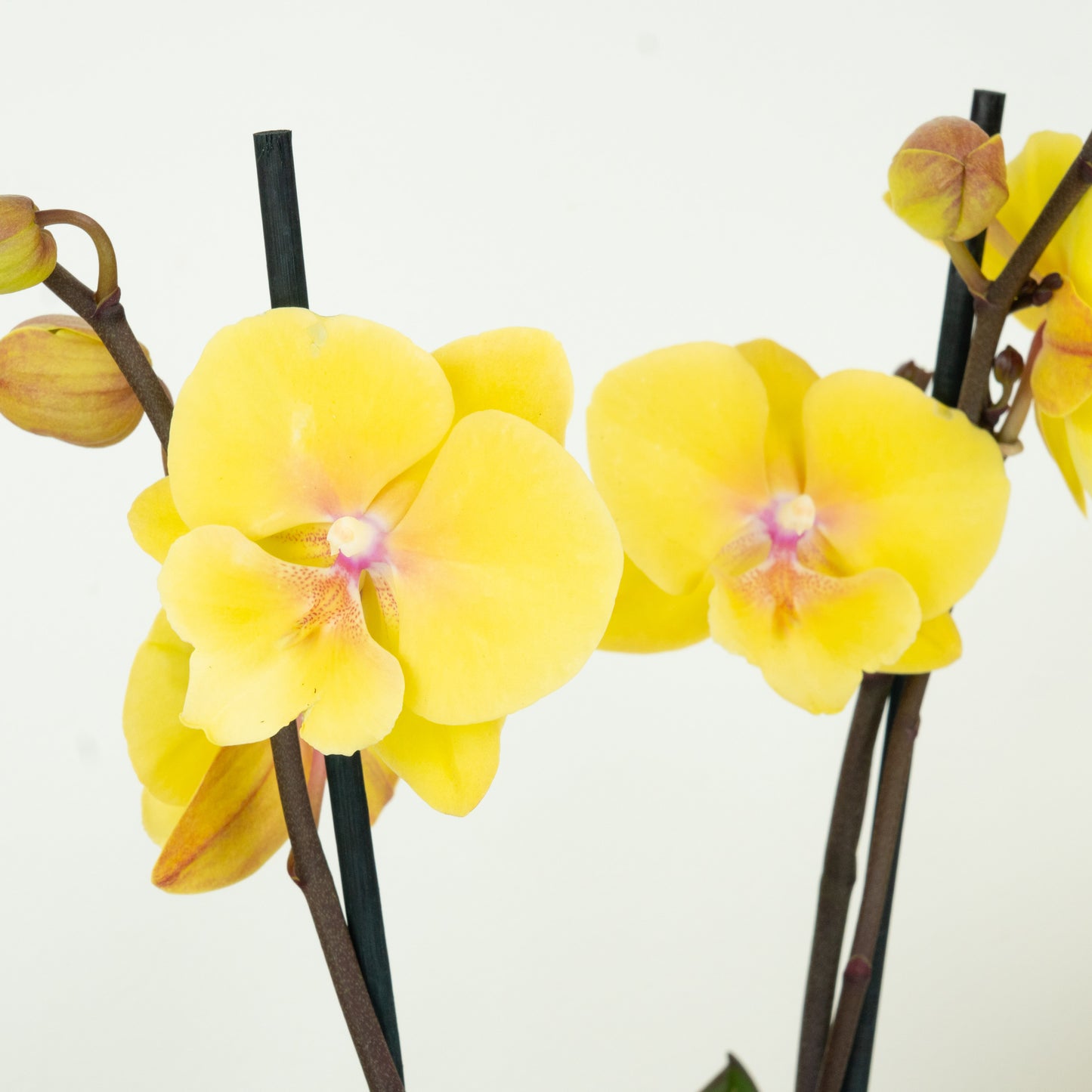 Phalaenopsis Orchid | Manta Palau