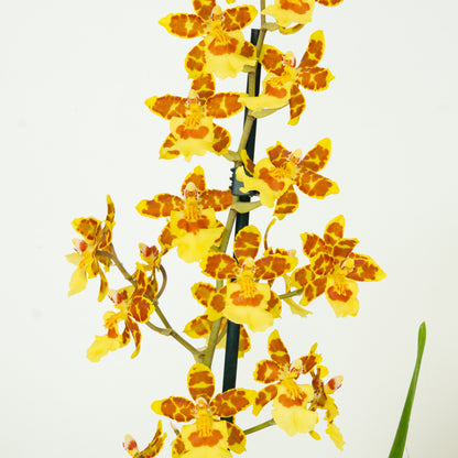 Cambria Orchid | Burkhard Holm