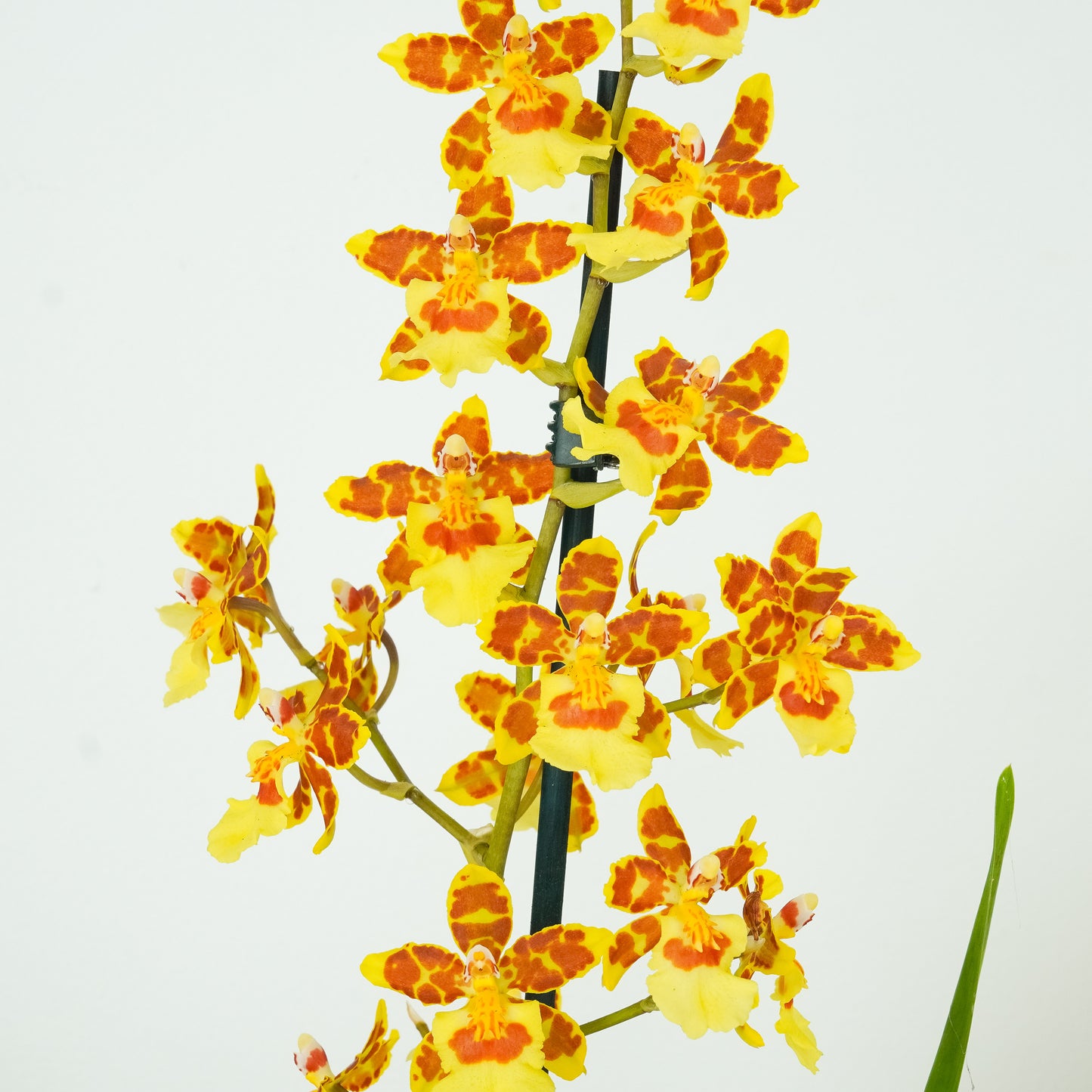 Cambria Orchid | Burkhard Holm