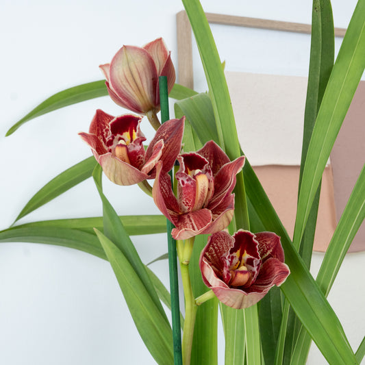 Cymbidium Orchid | Bingo