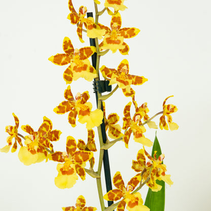 Cambria Orchid | Burkhard Holm