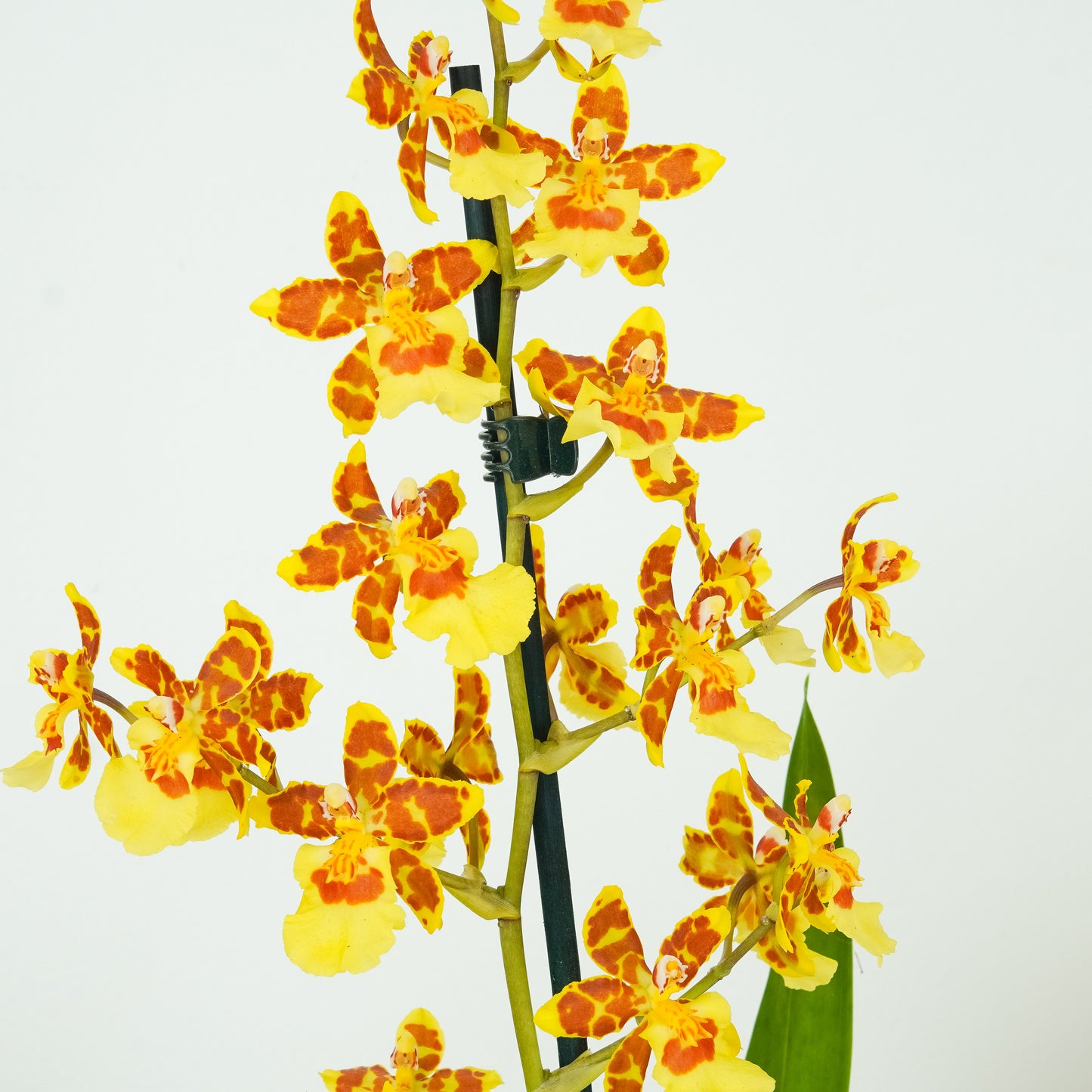 Cambria Orchid | Burkhard Holm