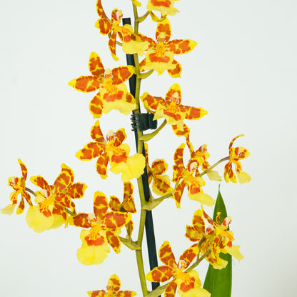 Cambria Orchid | Burkhard Holm
