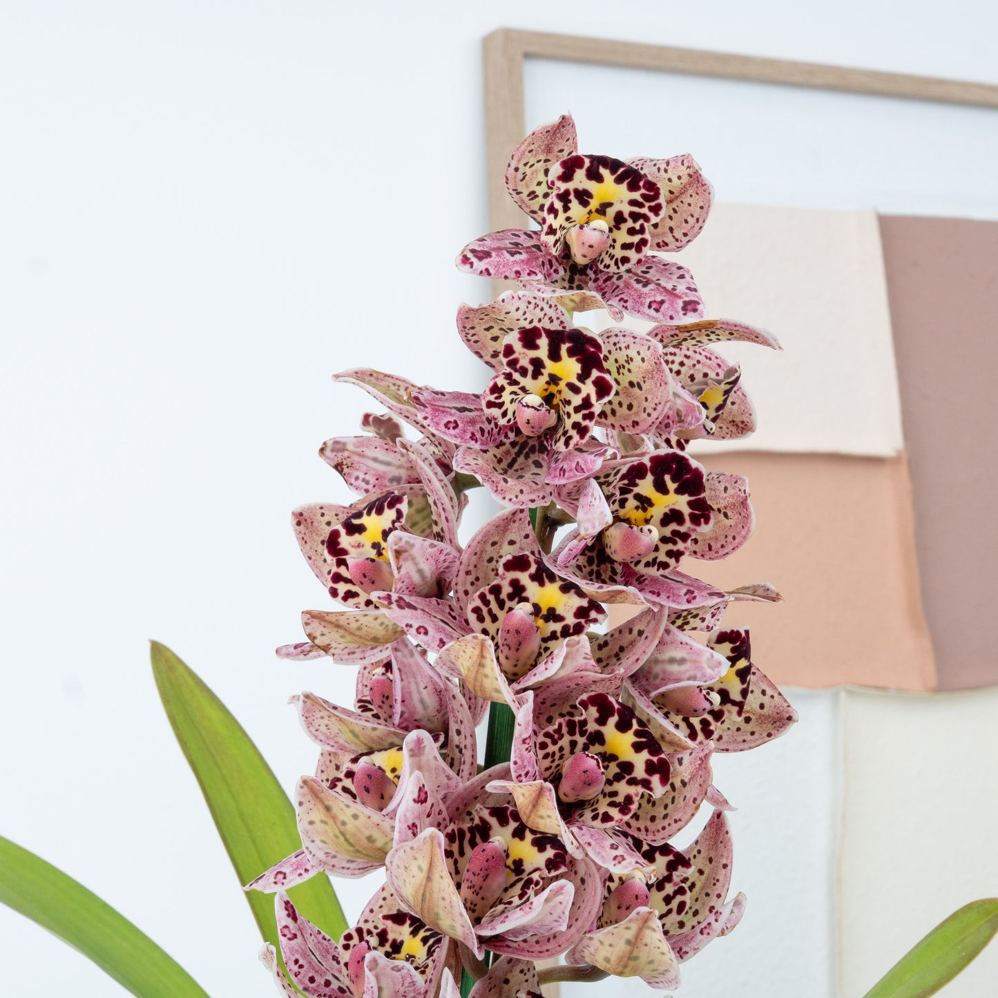Cymbidium Orchid | Joker | Not In Flower