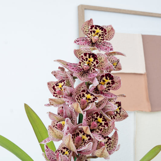 Cymbidium Orchid | Joker