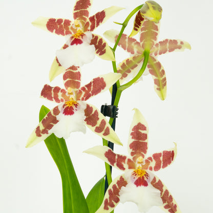 Cambria Orchid | White Renaissance
